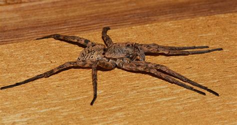 Spider mt - 13 Spiders in Montana: #1. Wolf spiders. Lycosidae. Wolf spiders are one of the most recognizable spiders in Montana! They are found everywhere and in almost any habitat. I …